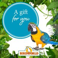 Gift For You - Parrot
